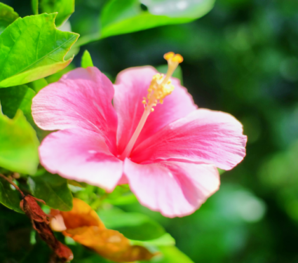 2021/09/Flowers.png