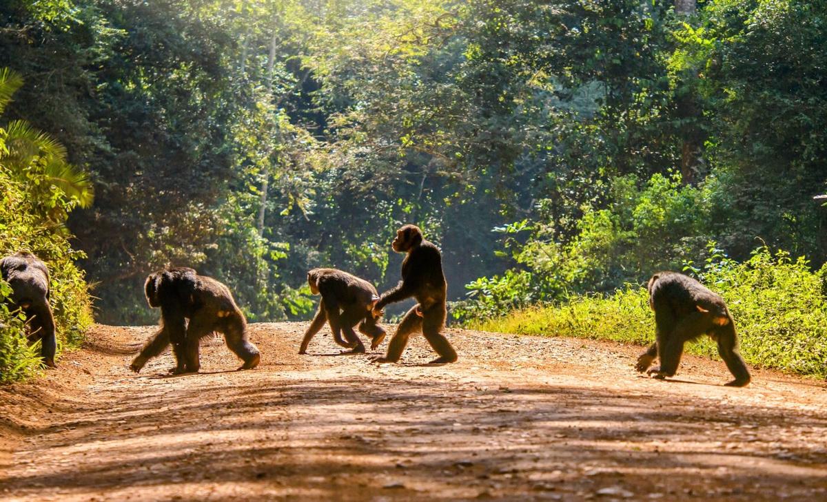 Roads have far-reaching impacts on chimpanzees