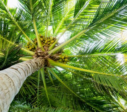 Coconut-trees.jpg