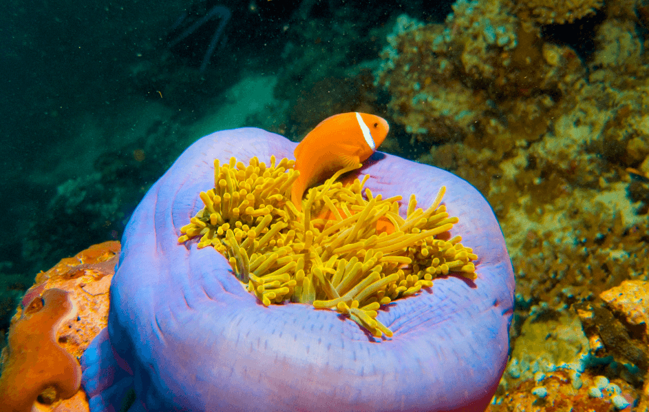 Mysterious microbes inside corals - friends or foes?