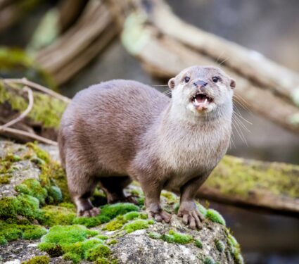 Otter.jpg