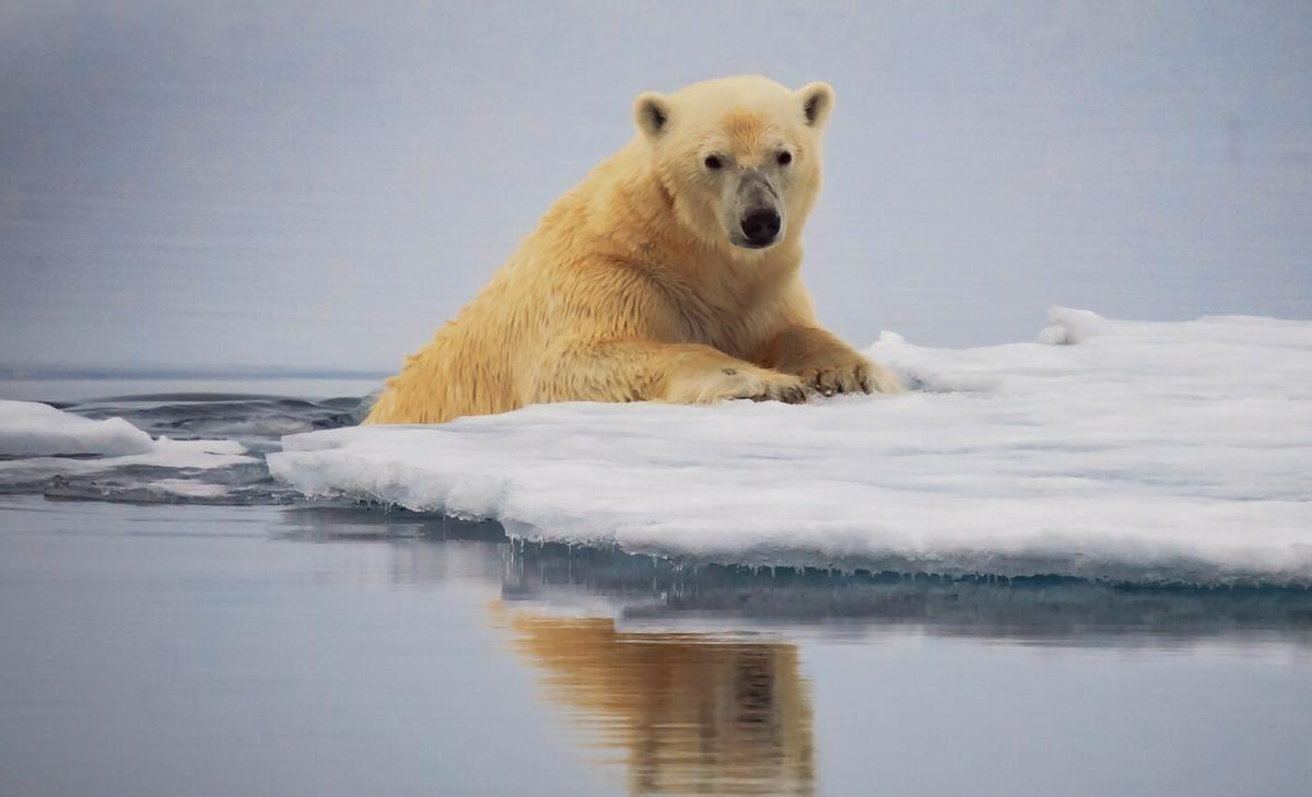 Climate change threatens the base of polar food webs