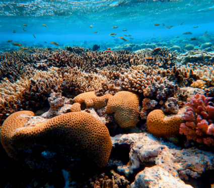 2021/09/Coral-reefs.png