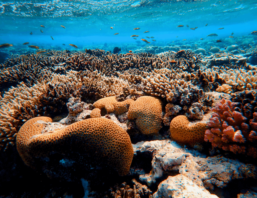 Coral reefs have declined by half since the 1950s