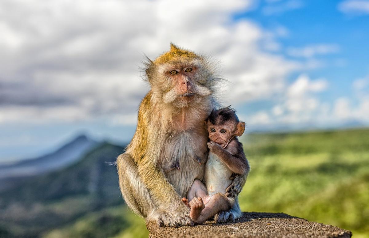 Primate mothers grieve by carrying their infants after death
