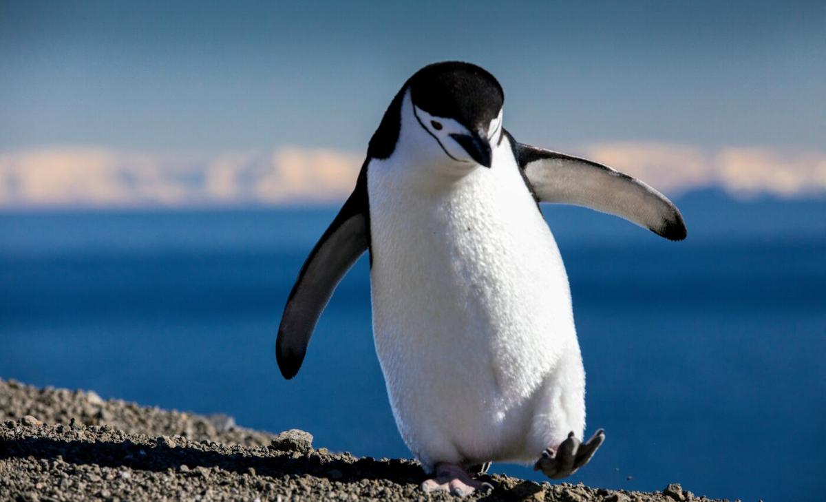 Children discover a new species of giant penguins