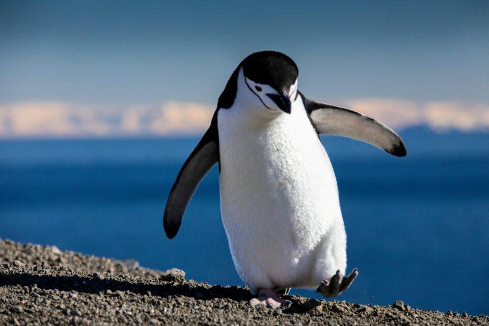 Children discover a new species of giant penguins