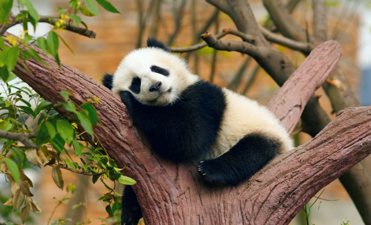 Pandas can thrive in less-than-perfect environments