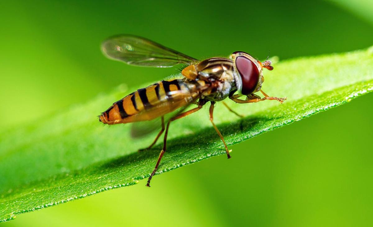 Hoverflies navigate by aligning their bodies with the sun