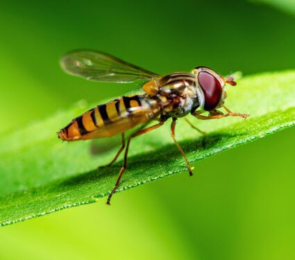 Hoverflies.jpg