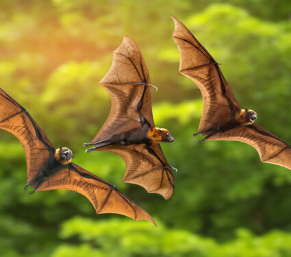 Bats,Flying,On,Green,Background