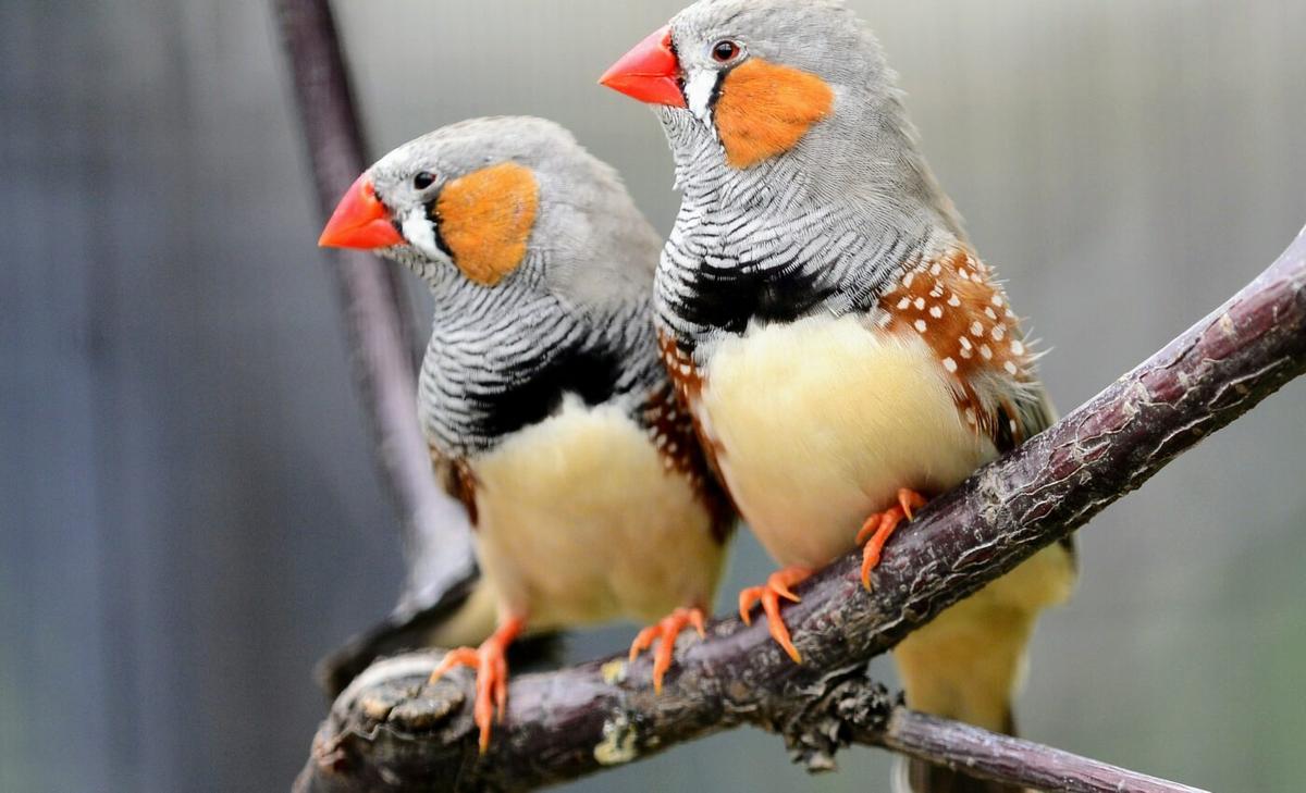 Scientists can predict bird calls based on brain signals