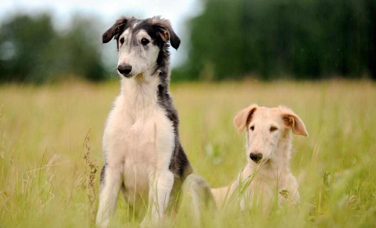 Dog parasites have become resistant to medications