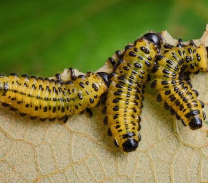 Sawfly-larvae.jpg