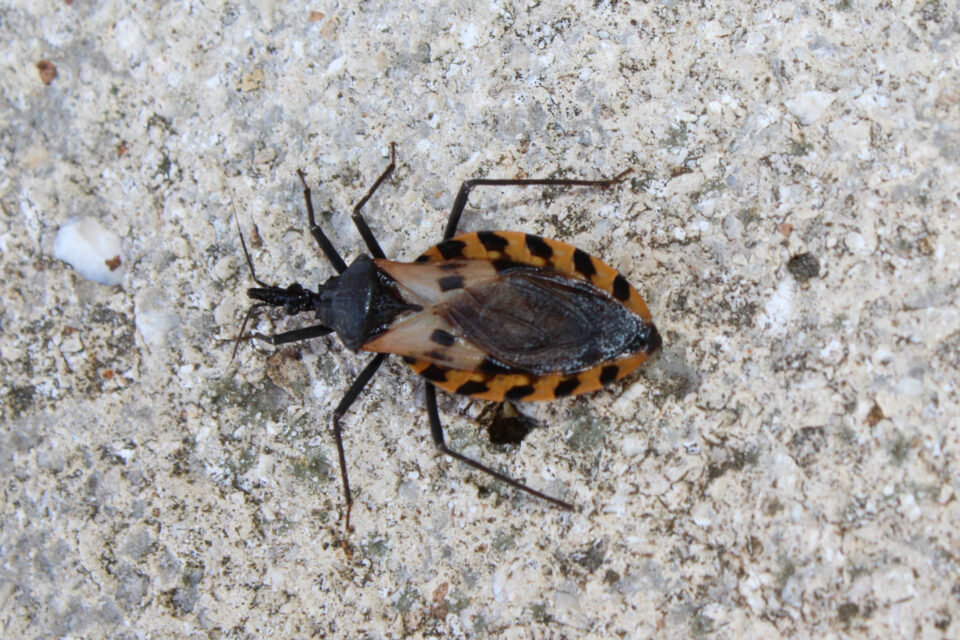 Kissing Bugs