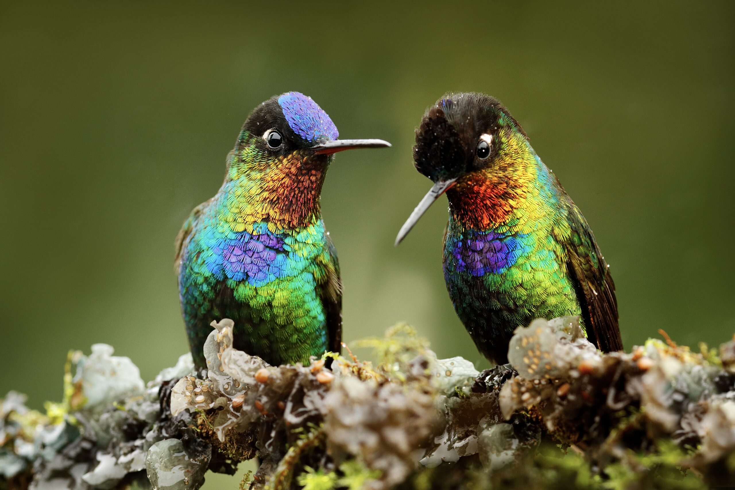 Fiery-throated Hummingbird