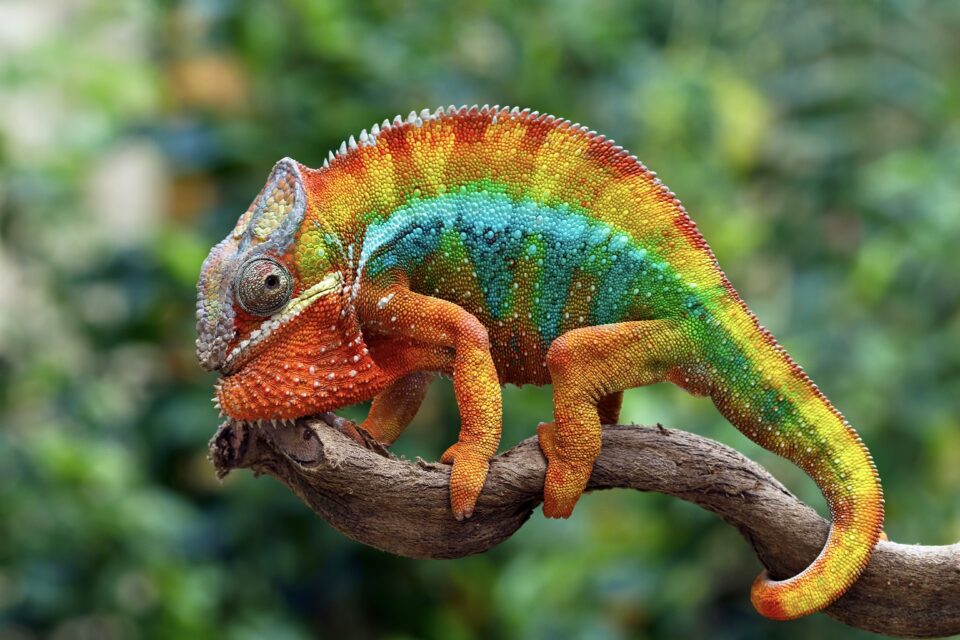 Chameleon