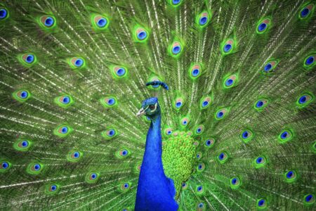 Portrait of beautiful peacock with feathers out