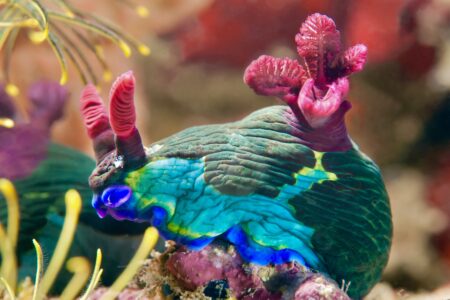 Nudibranch crawling on the coral reef. Philippines