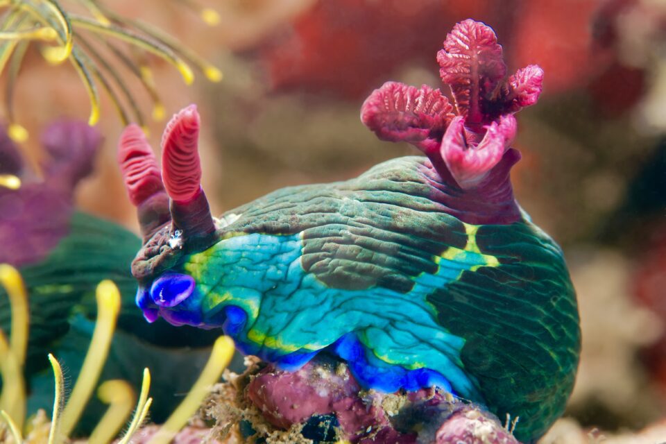 Nudibranch