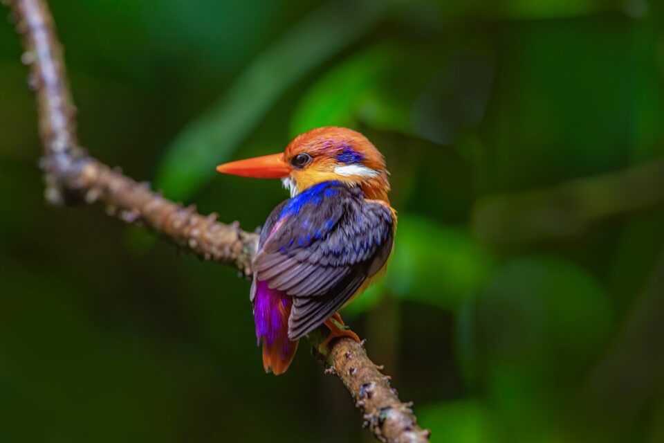 Oriental Dwarf Kingfisher