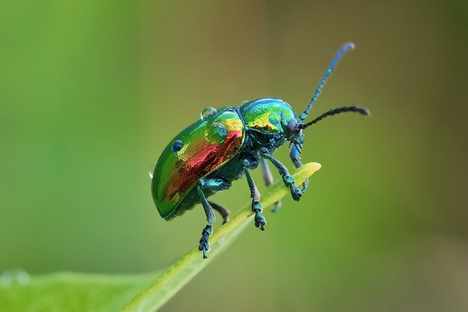 Dogbane Leaf Beetle