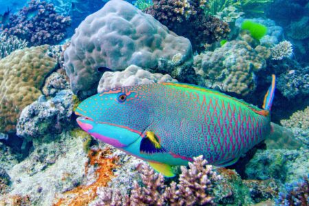 Rainbow Parrotfish on the Great Barrier Reef