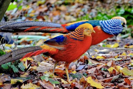 Golden (Chinese) pheasants