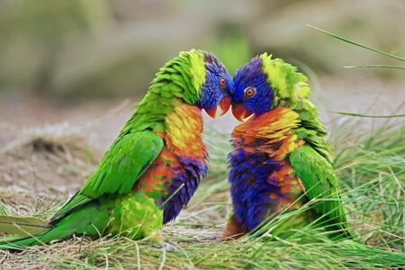 Two rainbow lorikeets (Trichoglossus haematodus Moluccanus) fighting