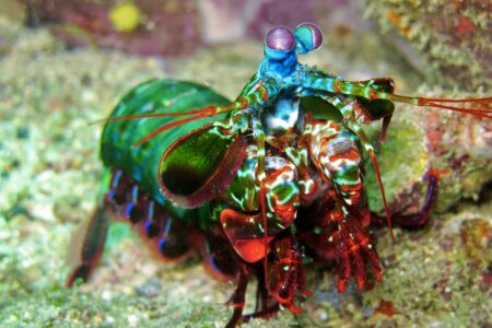 Mantis shrimp.