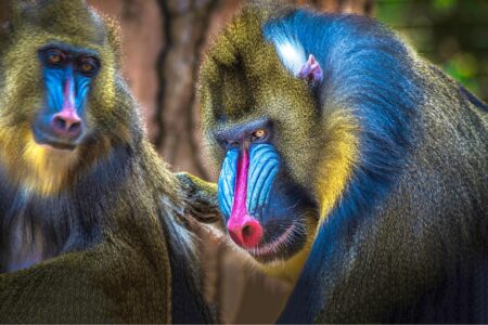 Mandrill family portrait. Mandrillus sphinx. Cute monkey makeup