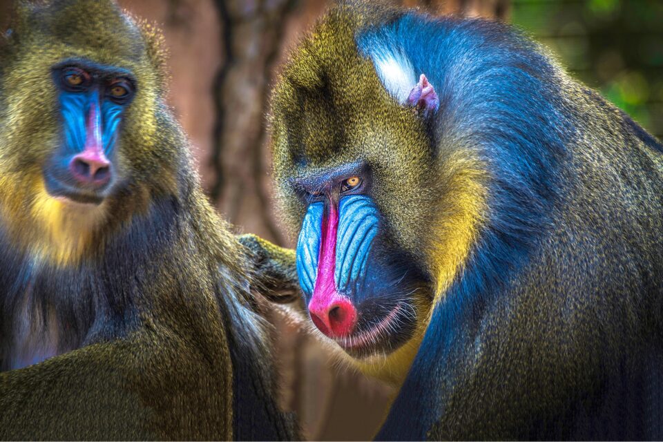 Mandrill