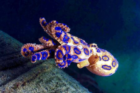 The Deadly Blue Ringed Octopus