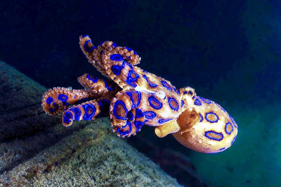 Blue Ringed Octopus