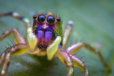 jumping spider with big round eyes