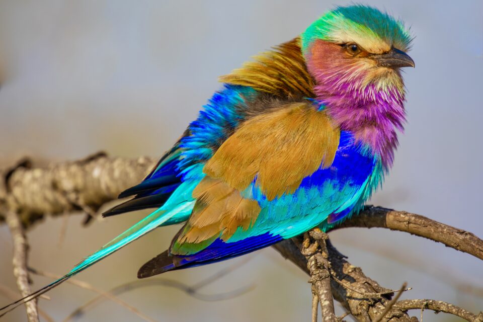 Lilac Breasted Roller