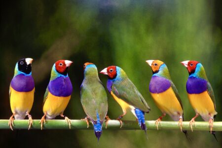 gouldian finch in birdcage