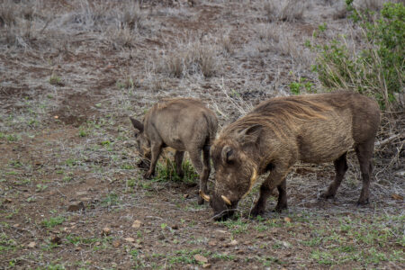 Boars,Eating,In,Wild,Nature