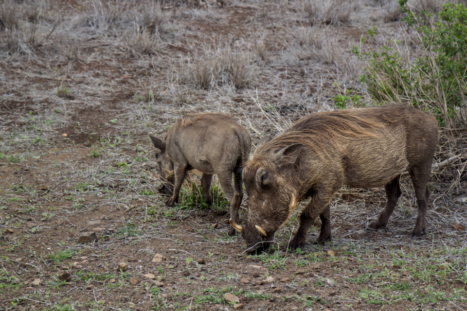 Wild Boar