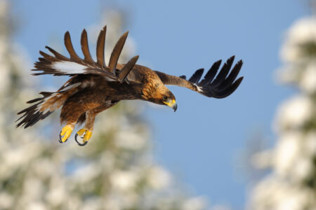 Golden,Eagle,In,Flight