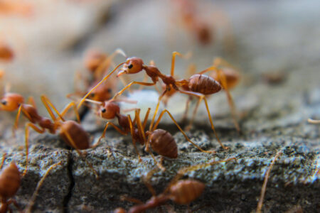 Red,Imported,Fire,Ant,action,Of,Fire,Ant