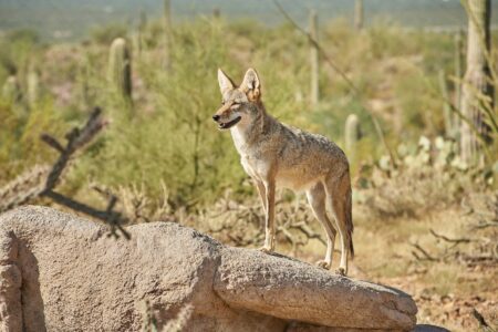 Coyotes,In,Sonoran,Desert,In,Arizona,,Usa