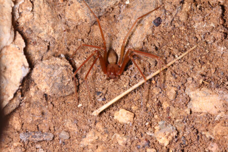 Brown,Recluse,Spider,In,Habitat.