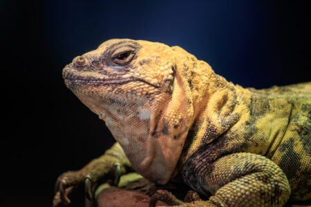 Mexican,Beaded,Lizard,(heloderma,Horridum),Portrait