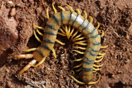 Scolopendra,Isolated,In,Its,Humid,Soil,Habitat,(scolopendridae)