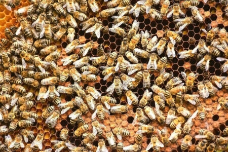 Swarm,Of,Africanized,Honey,Bees,Working,On,A,Honeycomb,Wax