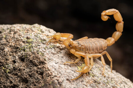 Beautiful,And,Imposing,Common,Yellow,Scorpion,On,A,Rock