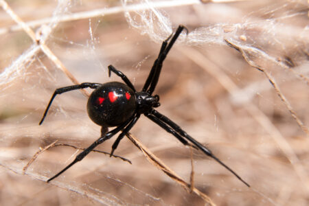 Black,Widow,Spider,Outdoors,On,A,Web
