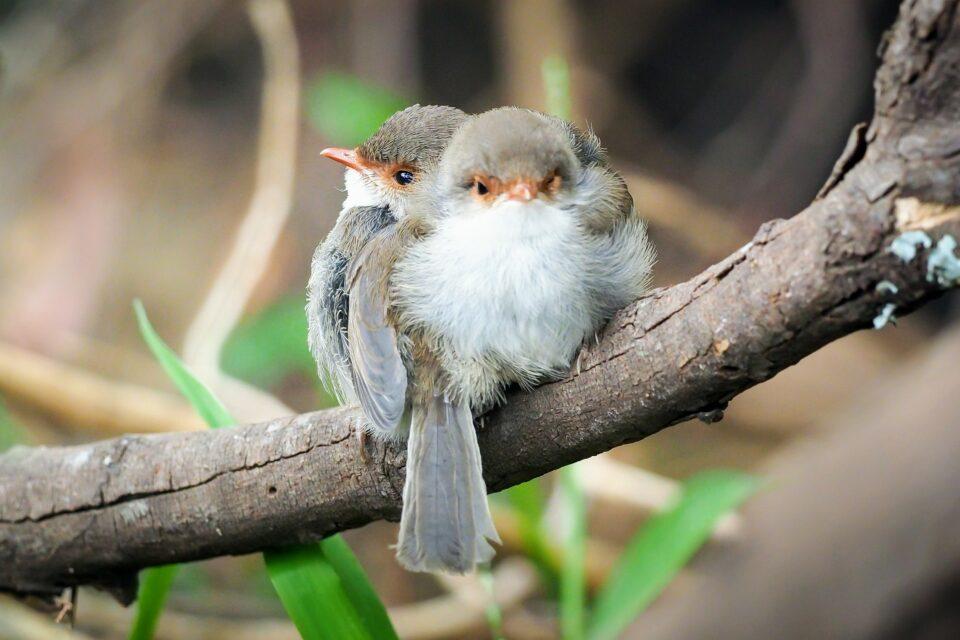 Baby birds can learn sounds before they've even hatched