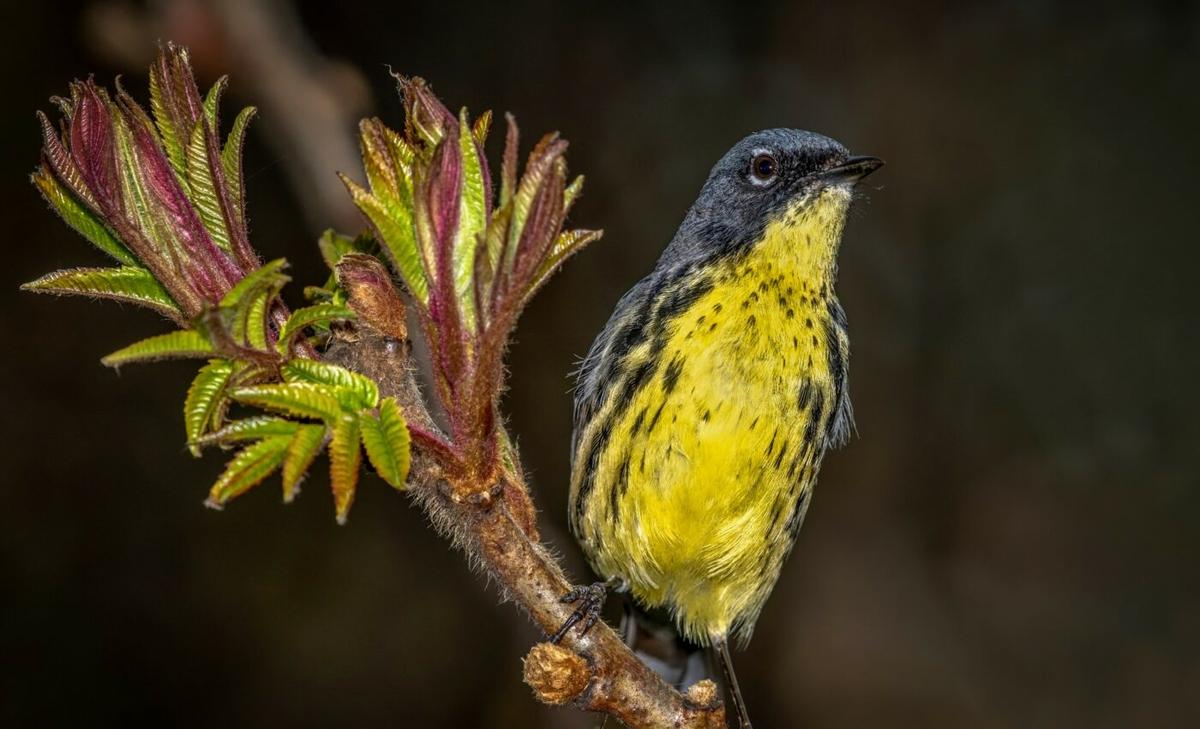Birds pick up new gut bacteria as they travel